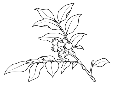 Huckleberry Branch Coloring Page